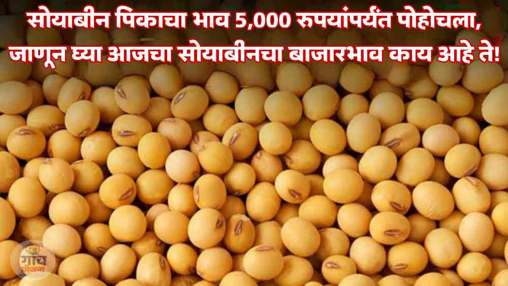 Soyabean Market Price: