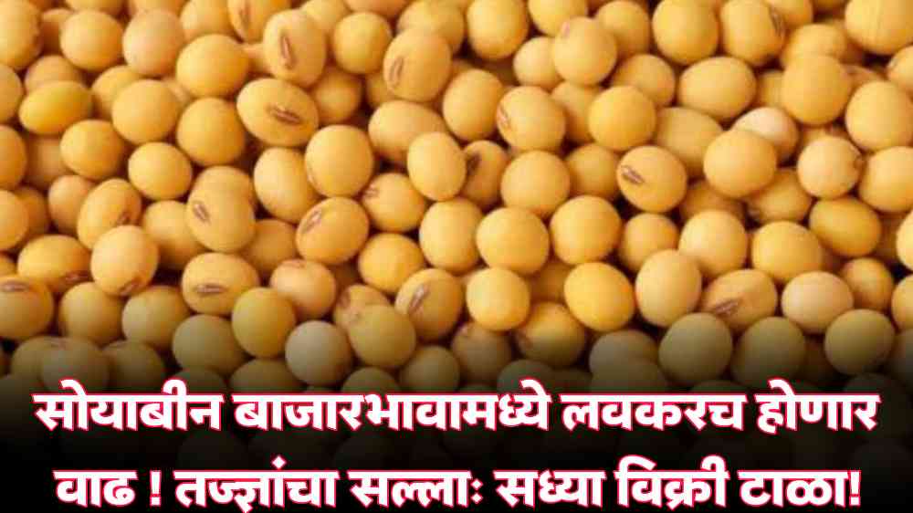 soybean market prices:
