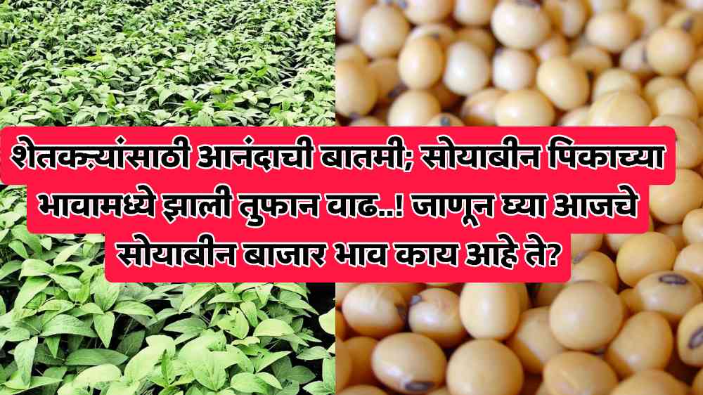 Soyabean Market Price: