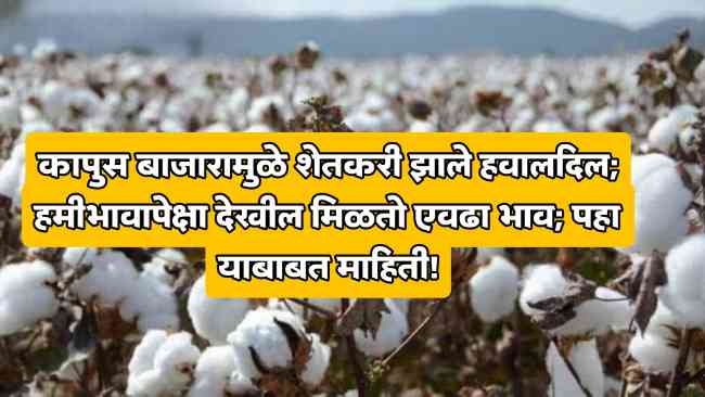 Cotton Rate