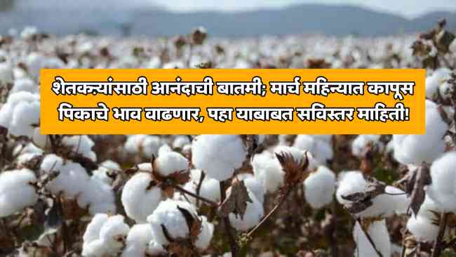 Cotton Market