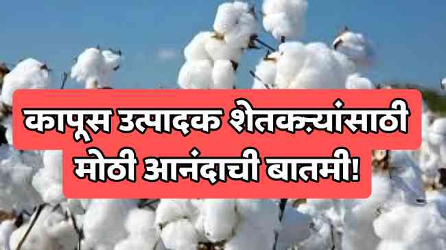 Cotton Market News